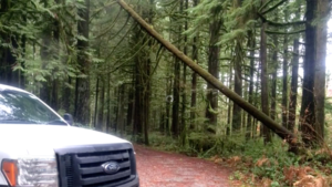 Attempted timber theft in Snohomish County, Washington baffles park officials