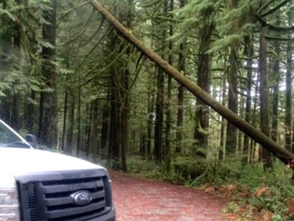Attempted timber theft in Snohomish County, Washington baffles park officials (VIDEO)