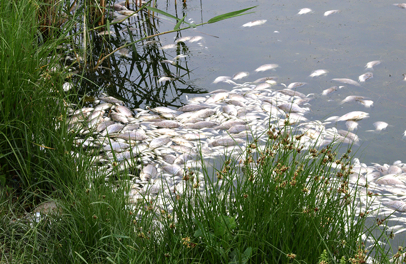 Hundreds of dead fish have people living near a retention pond on Indianapolis