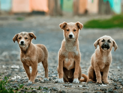 A non-profit organization will be flying to China to rescue dogs and cats caught in meat trade